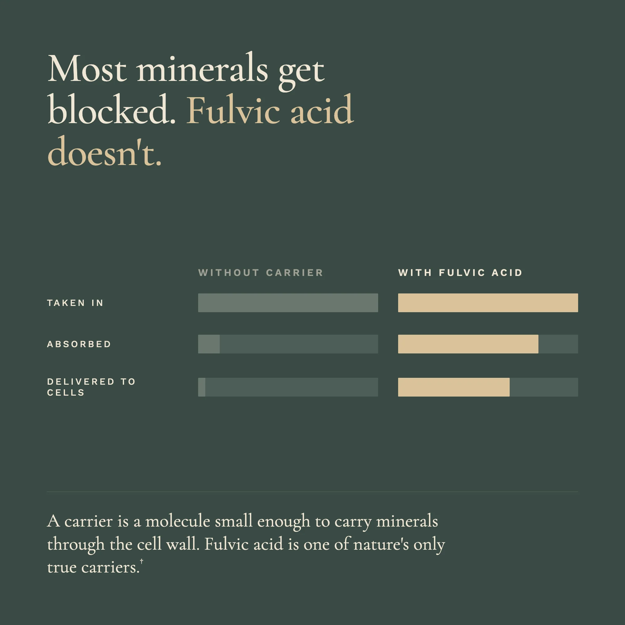 Fulvic Acid & Trace Ocean Minerals - Image 3